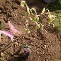 Magnolia et autres plantes du jardin