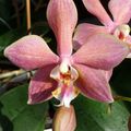 Jardin d' hiver, suite 4, les Orchidées Phalaenopsis
