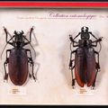 Collection entomologique didactique présentant des espèces aux formes exceptionnelles