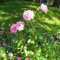 Merci à nos jardiniers orléanais pour ses belles fleurs du parc Pasteur