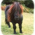 Le poney Shetland