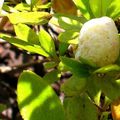 La Galle foliaire ou fausse cloque de l'azalée