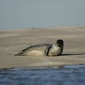 Baie de Somme: 10 jeunes phoques regagneront la mer dimanche prochain