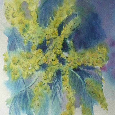 Défi des Mousquetaires :une branche de mimosa