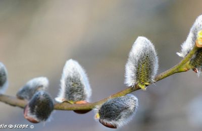 Ces inflorescences messagères du printemps...