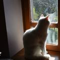 Une vie de chat #8