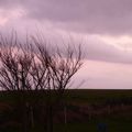 Arbres en décembre