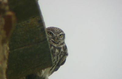 Chouette chevêche, Athene noctua