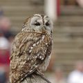 Le Bal des Oiseaux Fantomes au PUY DU FOU