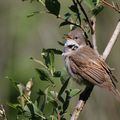 AVES - FAUVETTE Grisette - Sylvia Communis 