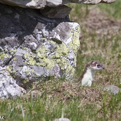 Hermine du printemps