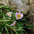 Erigeron uniflorus