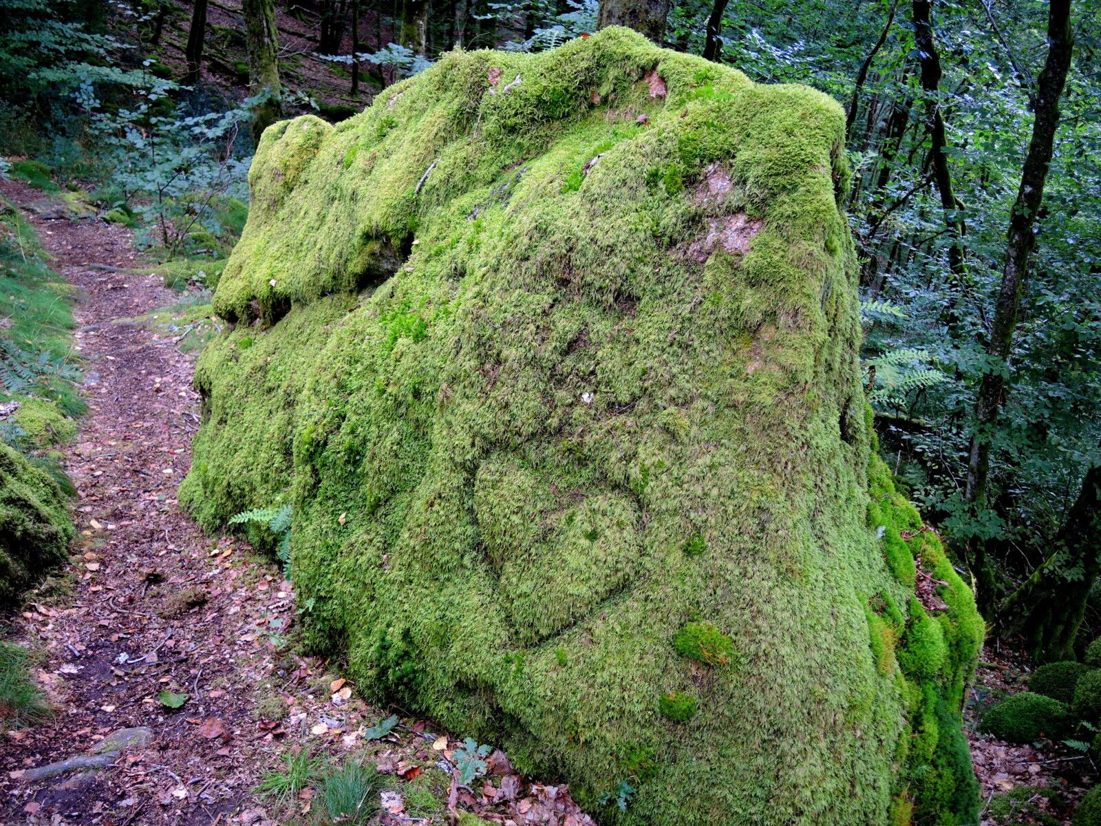 Corancy, dans les bois, rocher coeur (58)