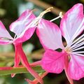 Le Gaura aux fleurs légères comme des papillons