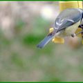 Tarin des aulnes, chardonneret, gros bec, pinson...les oiseaux devant ma fenêtre 