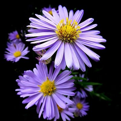 La vie du jardin (203)