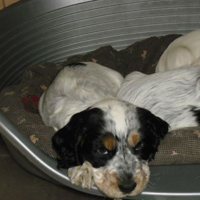 Fanni 5 Semaines 1/2