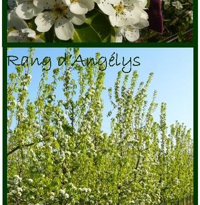 Suivi journalier de la fleur au fruit # 7 et 8