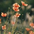 Les Jolies Fleurs Printanières de Monique