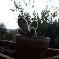 un bébé cactus ♥