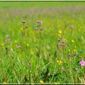 ce matin le lychnis ou fleur de coucou