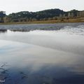 Une balade au Marais d'Orx à LABENNE (40)....(suite n° 2 et fin)...