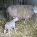 Bonjour, je suis Bébé mouton et je viens de naître