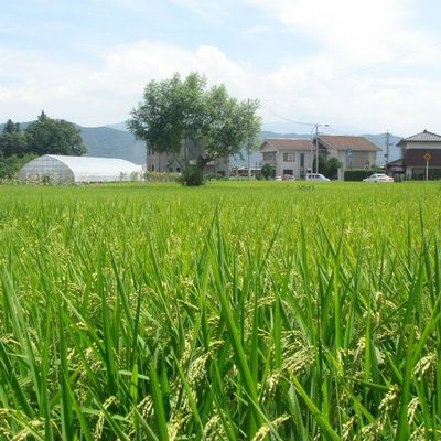 Japon - dans ma region a Azumino (Nagano)