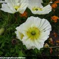 La photo du Samedi : Pavots tout de blanc vêtus (132)