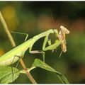 Mante religieuse : Mantis religiosa....