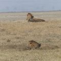 Lions - Afrique de l'Est