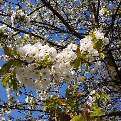 Le printemps au Bois Joli