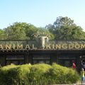 Animal Kingdom - Jour 1 