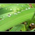 Perles de pluie