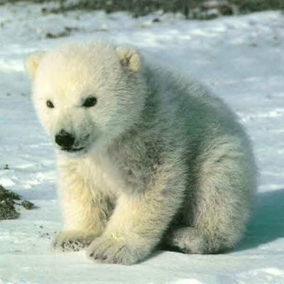 Sauvons l'ours polaire !