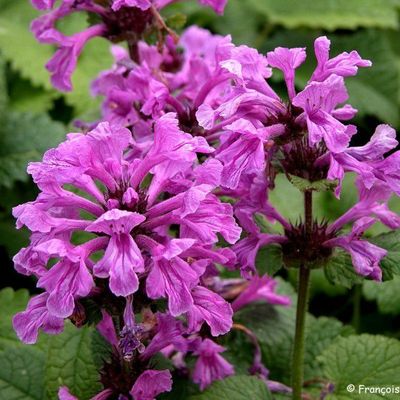 Epiaire ou Bétoine à grandes fleurs (Stachys Grandiflora)
