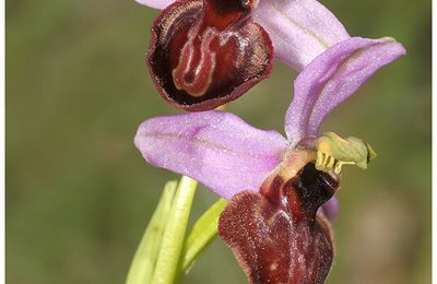 Ophrys de l'Aveyron : Ophrys aveyronensis