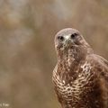 Buse variable (Buteo buteo)