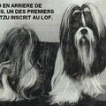 HISTOIRE DU SHIH TZU