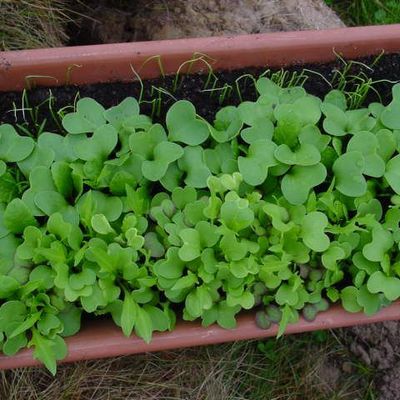 Petits légumes en jardinière