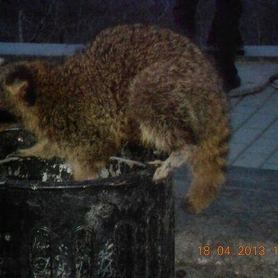 Des ratons laveurs dans Montréal.