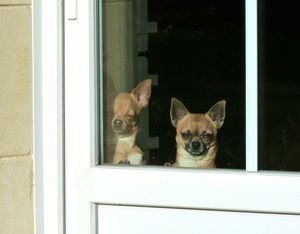 Bataille de chiens sauvages (âmes sensibles s'abstenir)