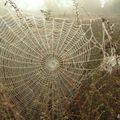 Brume matinale d'hier matin