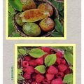 CARTES POSTALE : FRUITS ET INSECTES