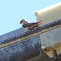 Initiation ornithologie / Plateau d'Ese, 20 août (2)