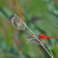 libellules dans la réserve naturelle a Gallician