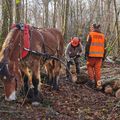 Débardage au cheval