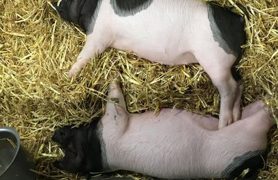 Cochons roses et noirs et perdrix ' c' est les photos d' un proche et Bordeaux et ville de la Somme