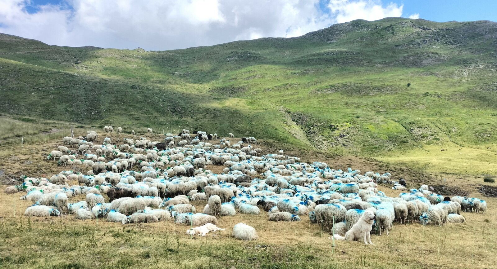 Col du Pourtalet, rando Pombie-Peyreget, Cabane de Sénescau, brebis, patou (64)