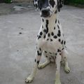 "Dalmatien mutant !"